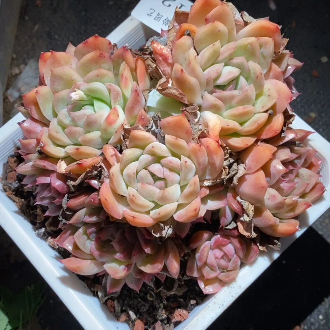 816杂交多肉老桩