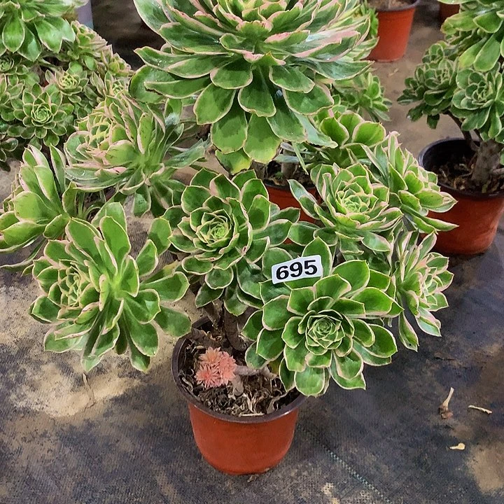 石*娃多肉大叶绿玫瑰695000