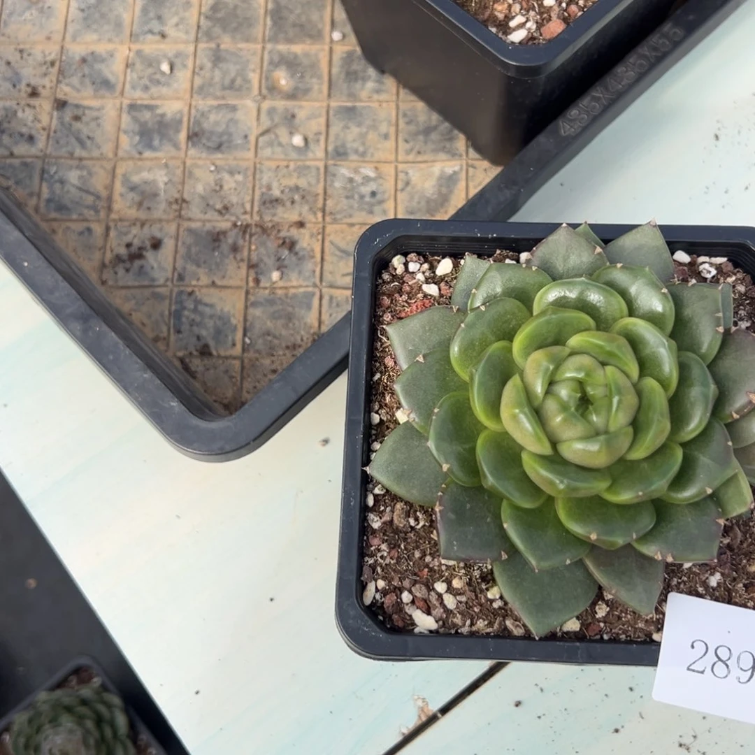 ？**？2895肉肉肉肉肉肉肉