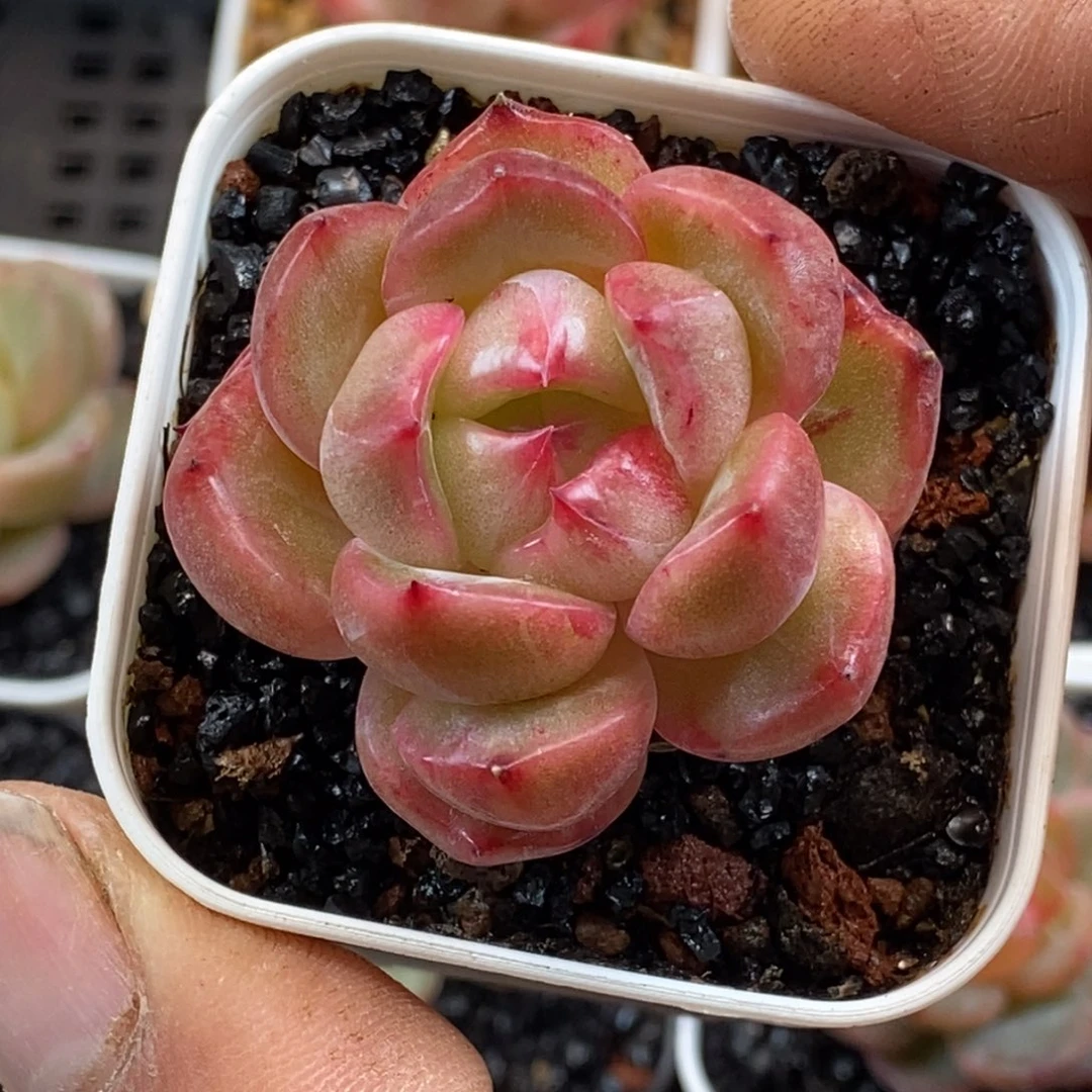 天官赐福百无禁忌