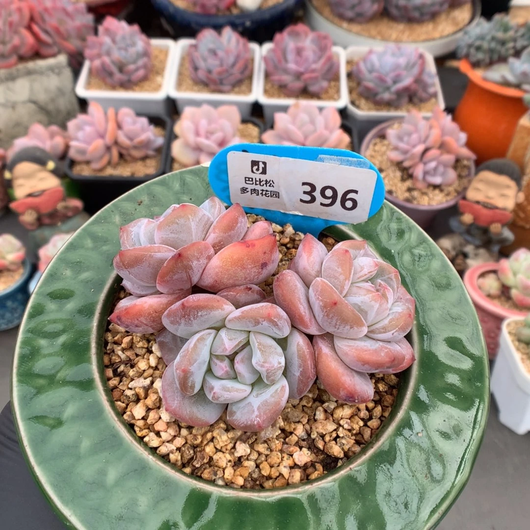 396 紫皮星影多肉