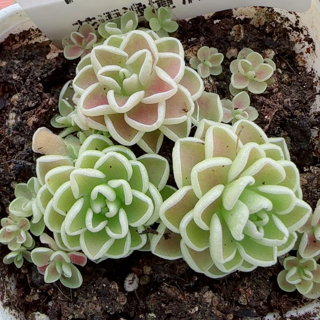 花语逸镜1007-194爱丽丝捕虫堇