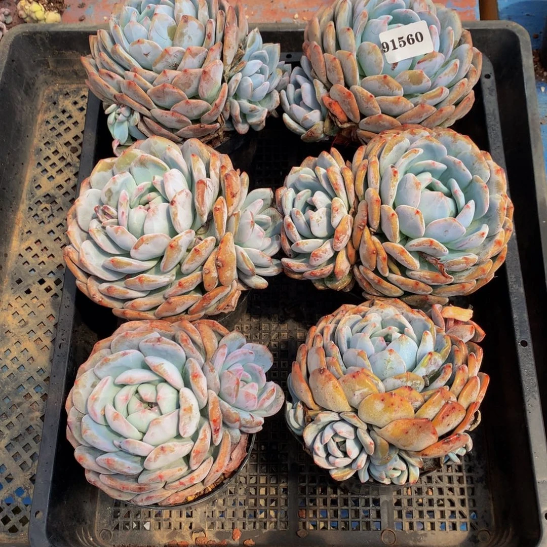 91560六个嗯嗯嗯嗯嗯嗯好
