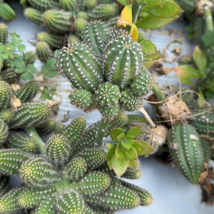 矮胖白檀975侧芽一个