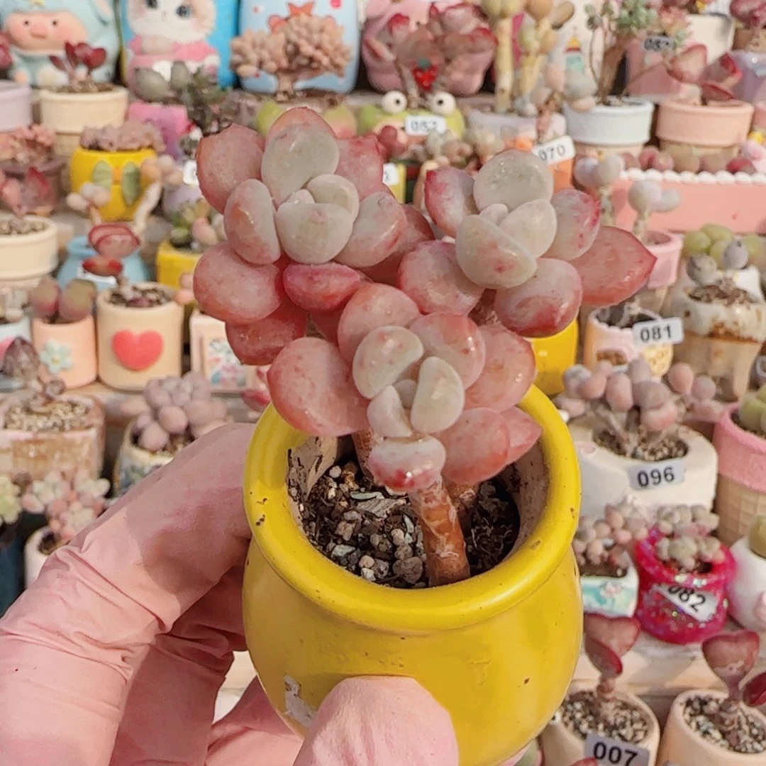 T开播福利洛可可盆口2.5cm