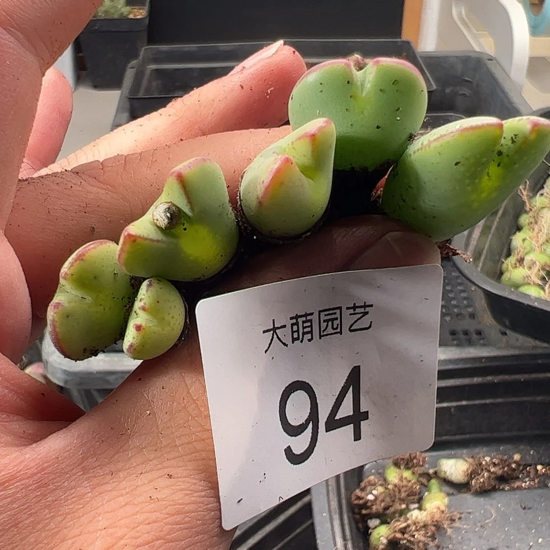 一物一拍。        94