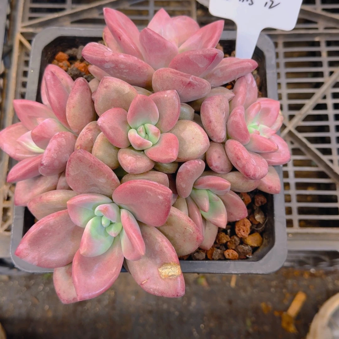 一物一拍赫菲斯托12