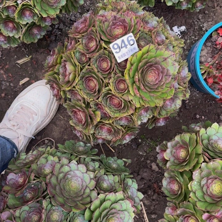 拉丝花29-20包邮花花