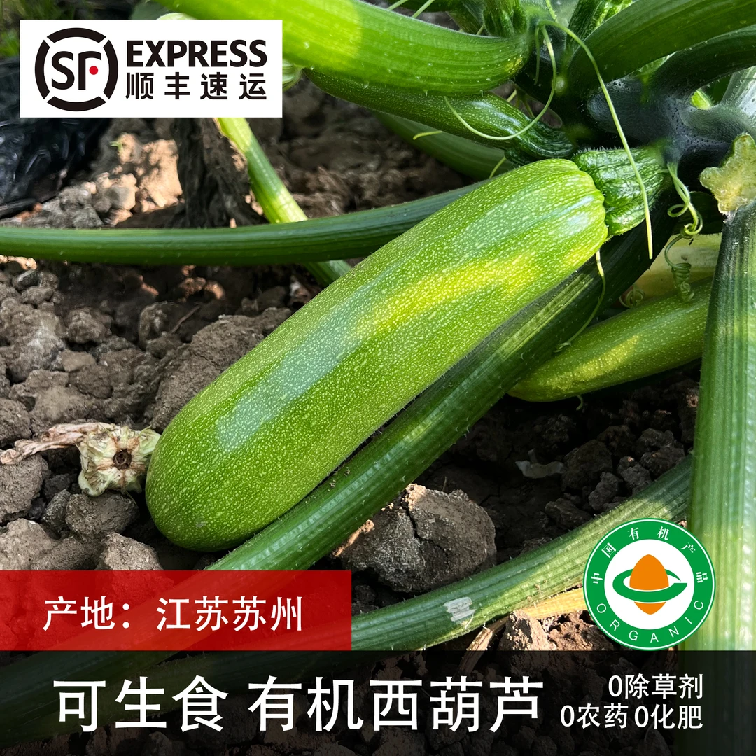 2斤【有机西葫芦】顺丰苏州发货