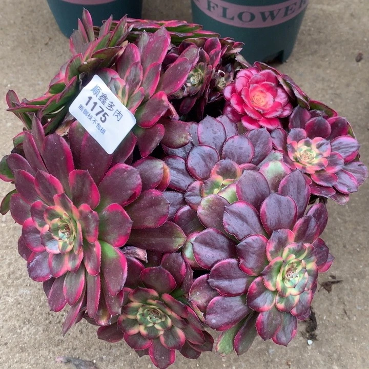 1175红金刚多肉植物