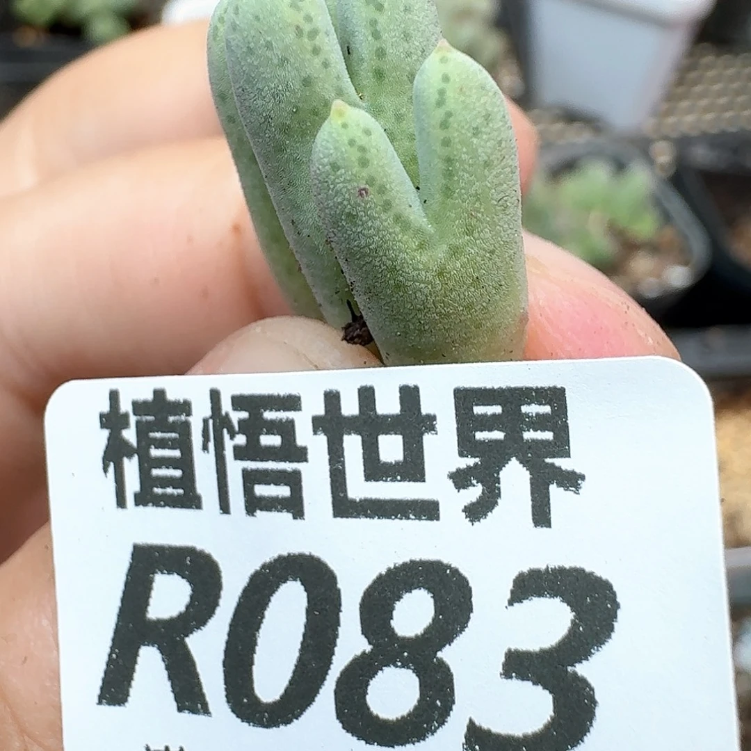 多肉植物的润泽地