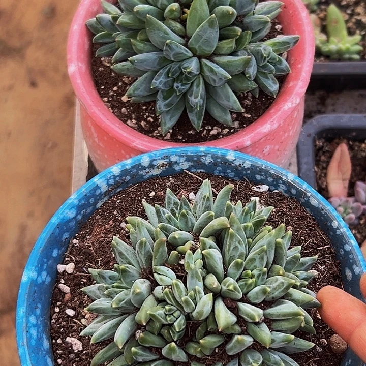2颗美人系列多肉植物