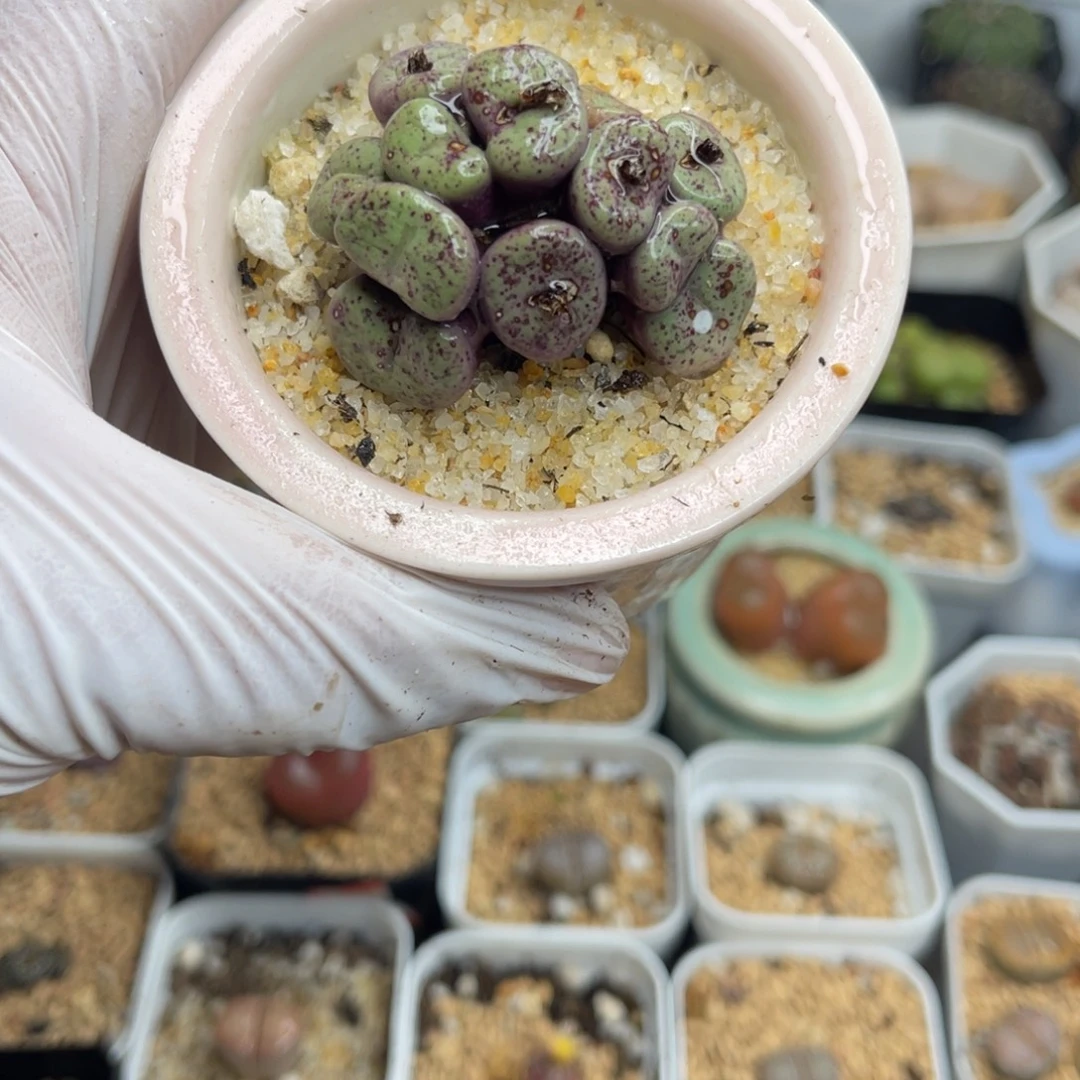 多肉植物一物一拍13不带盆土