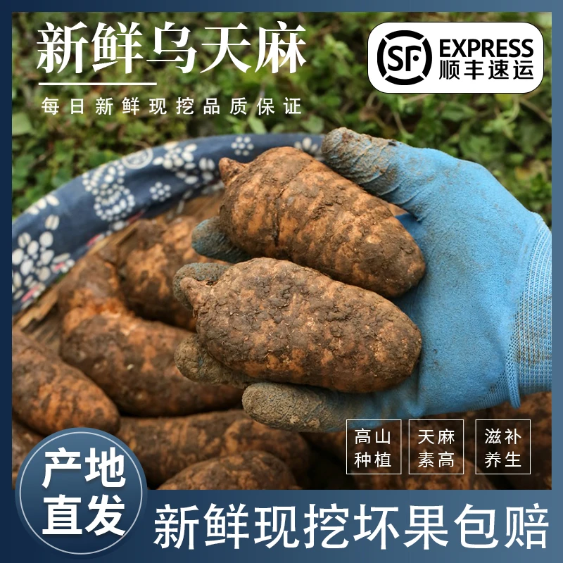云贵高海拔乌天麻昭通小草坝新鲜天麻仿野生三年种植手工炖鸡煲汤