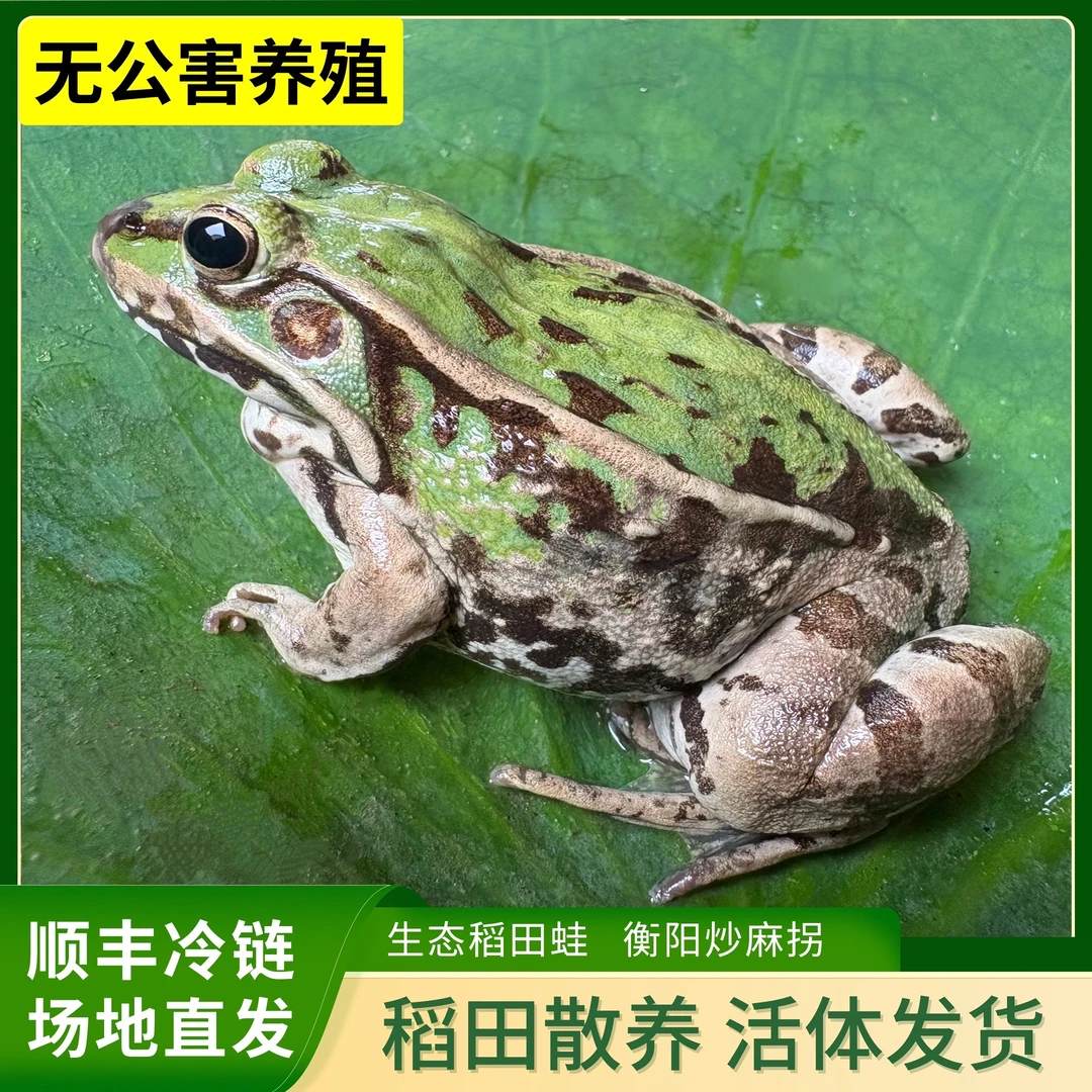 衡阳青蛙 麻拐 原生态户外散养稻田青蛙 顺丰冷链 餐饮批发专用
