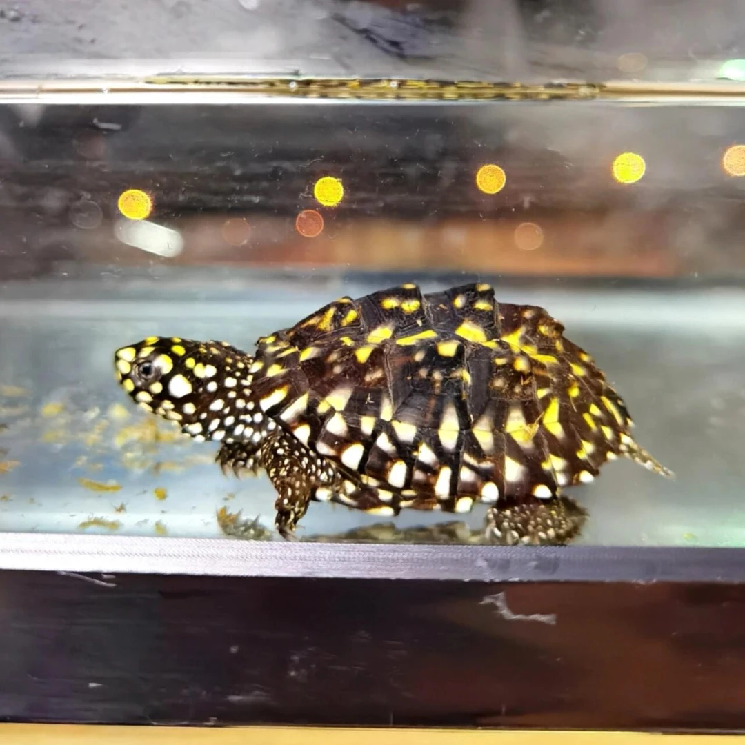斑点池龟热带深水满天星观赏宠物龟温顺互动易养大花纹斑点龟