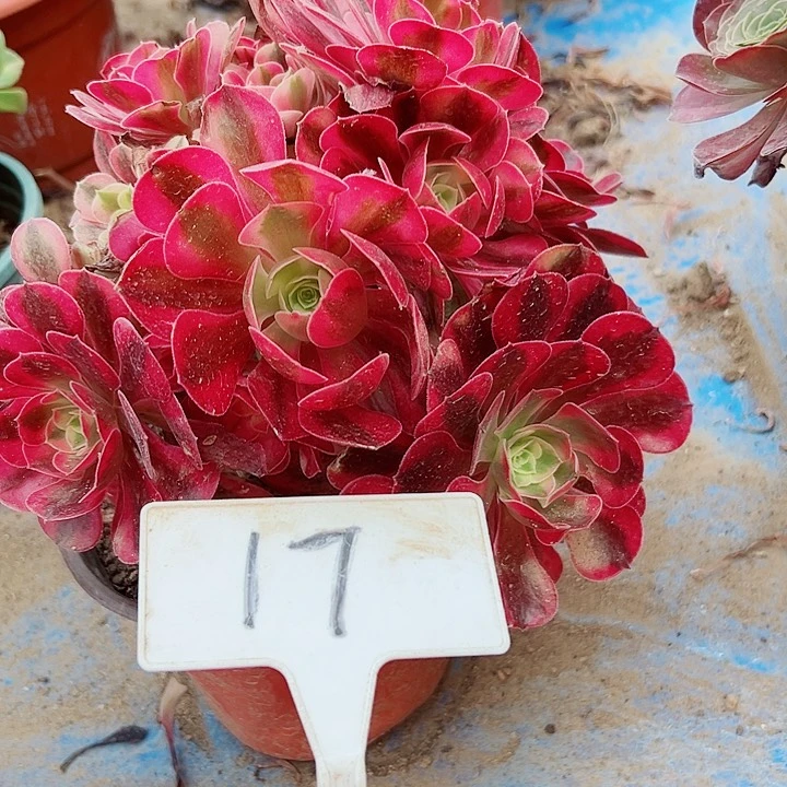 多肉植物美杜莎法师