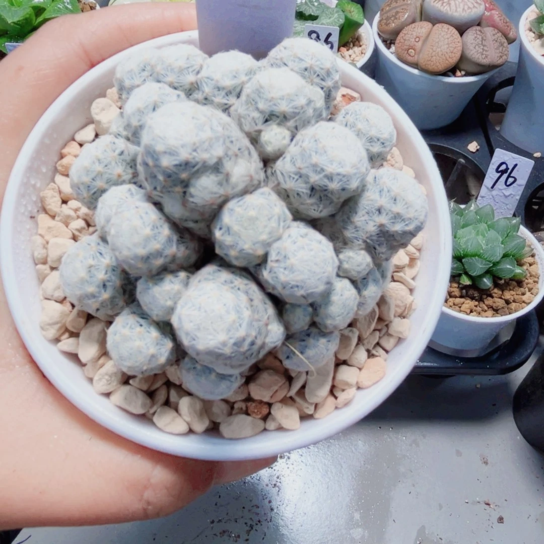 姬春星多肉植物6666