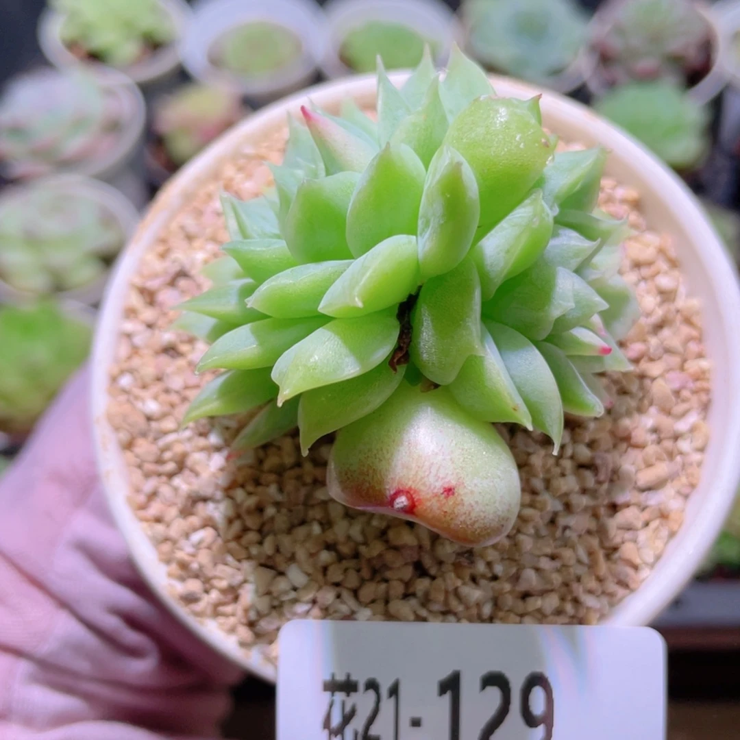 花利美21-129新品石化