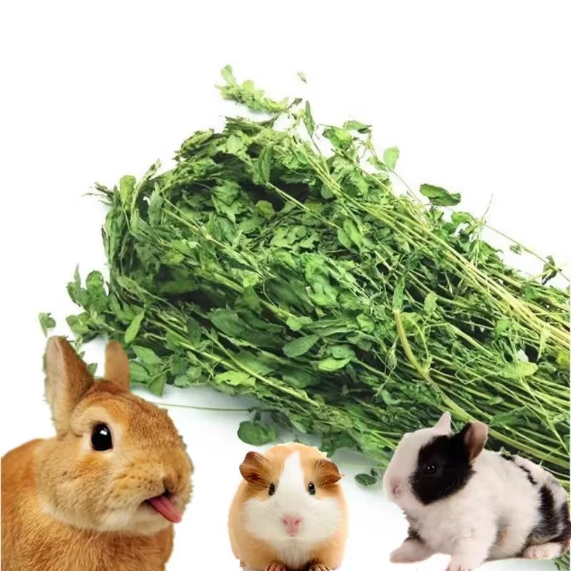 烘干优质紫花苜蓿草