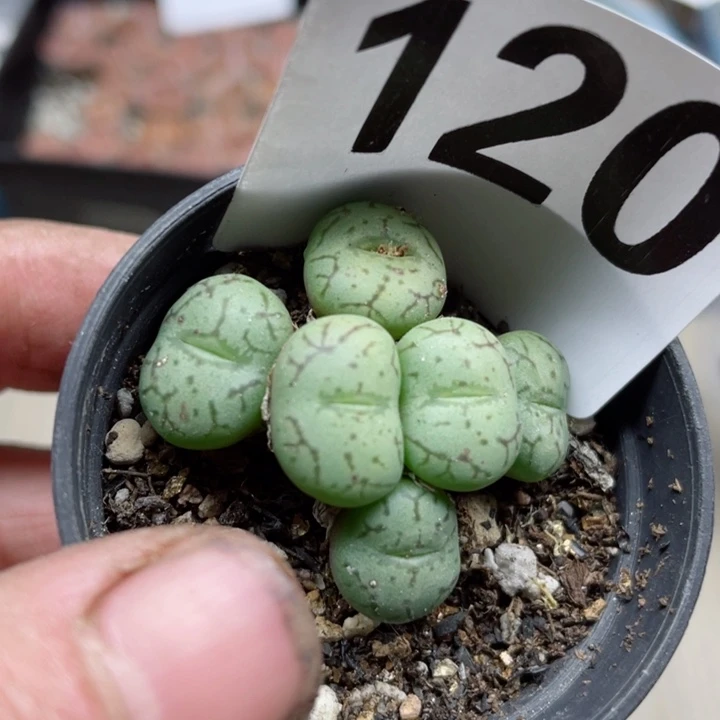 120猴脸青姬带盆