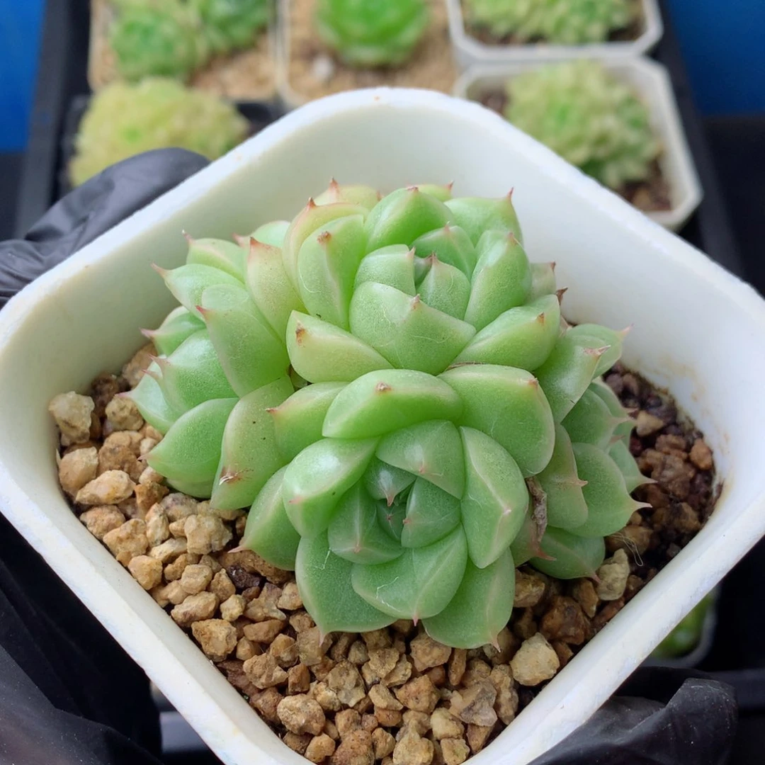58包邮  群生不包整 158