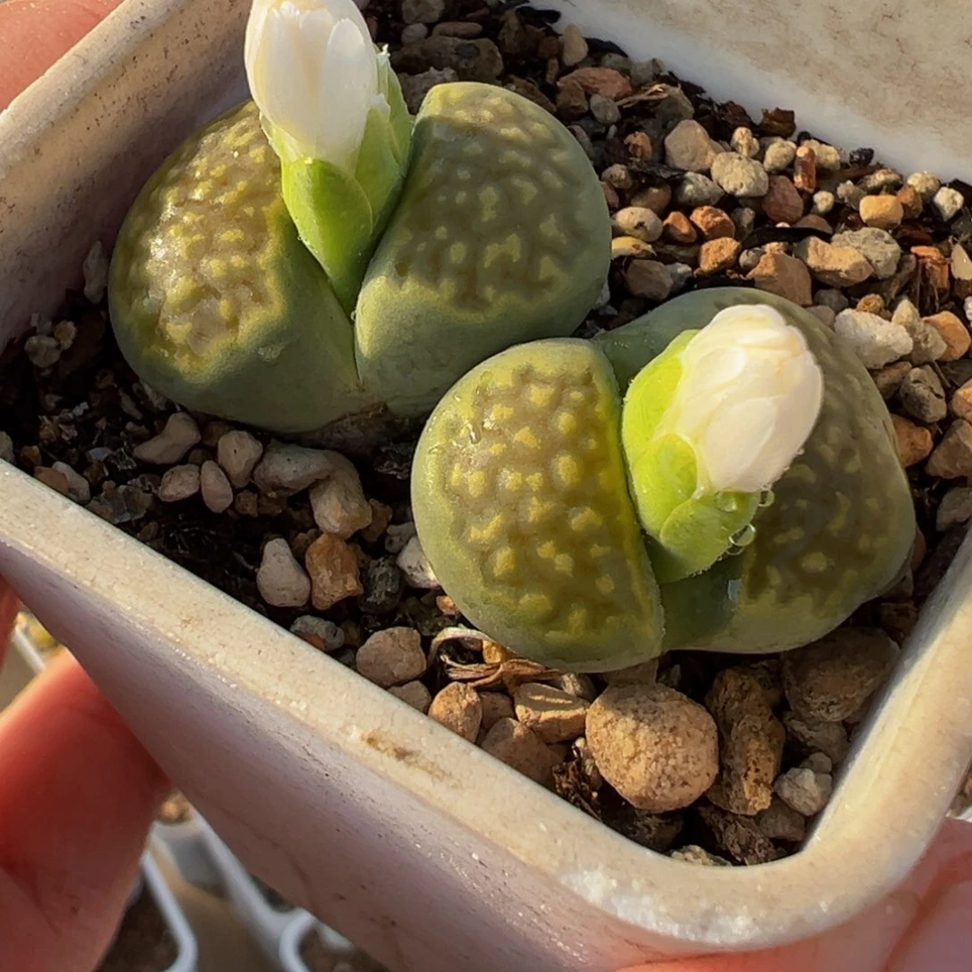 251多肉植物种类多样