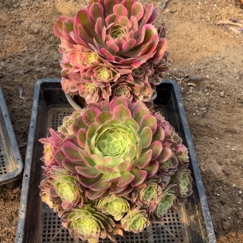 201多肉植物组合