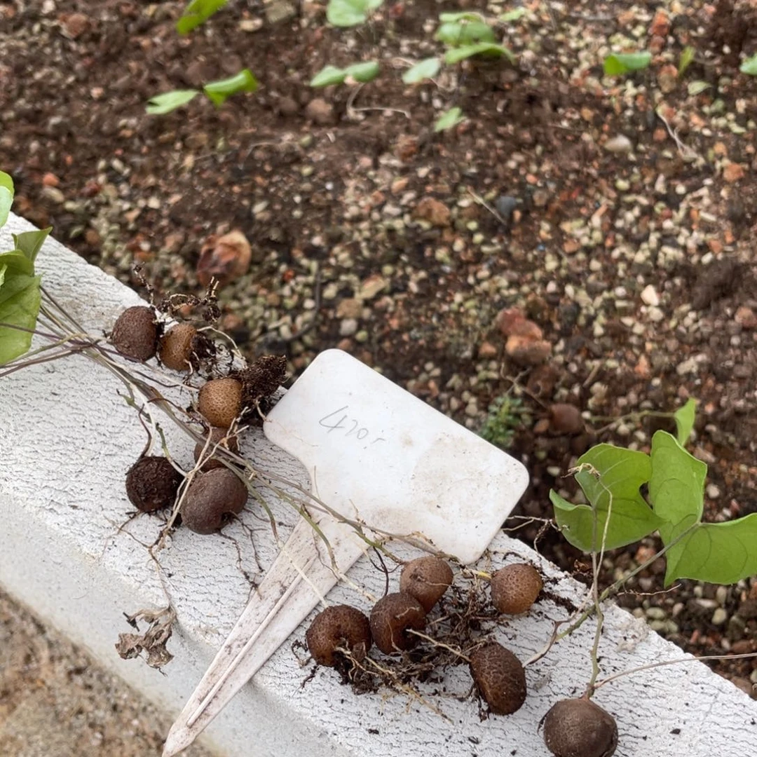 你****龟甲龙小苗12个，客户专拍