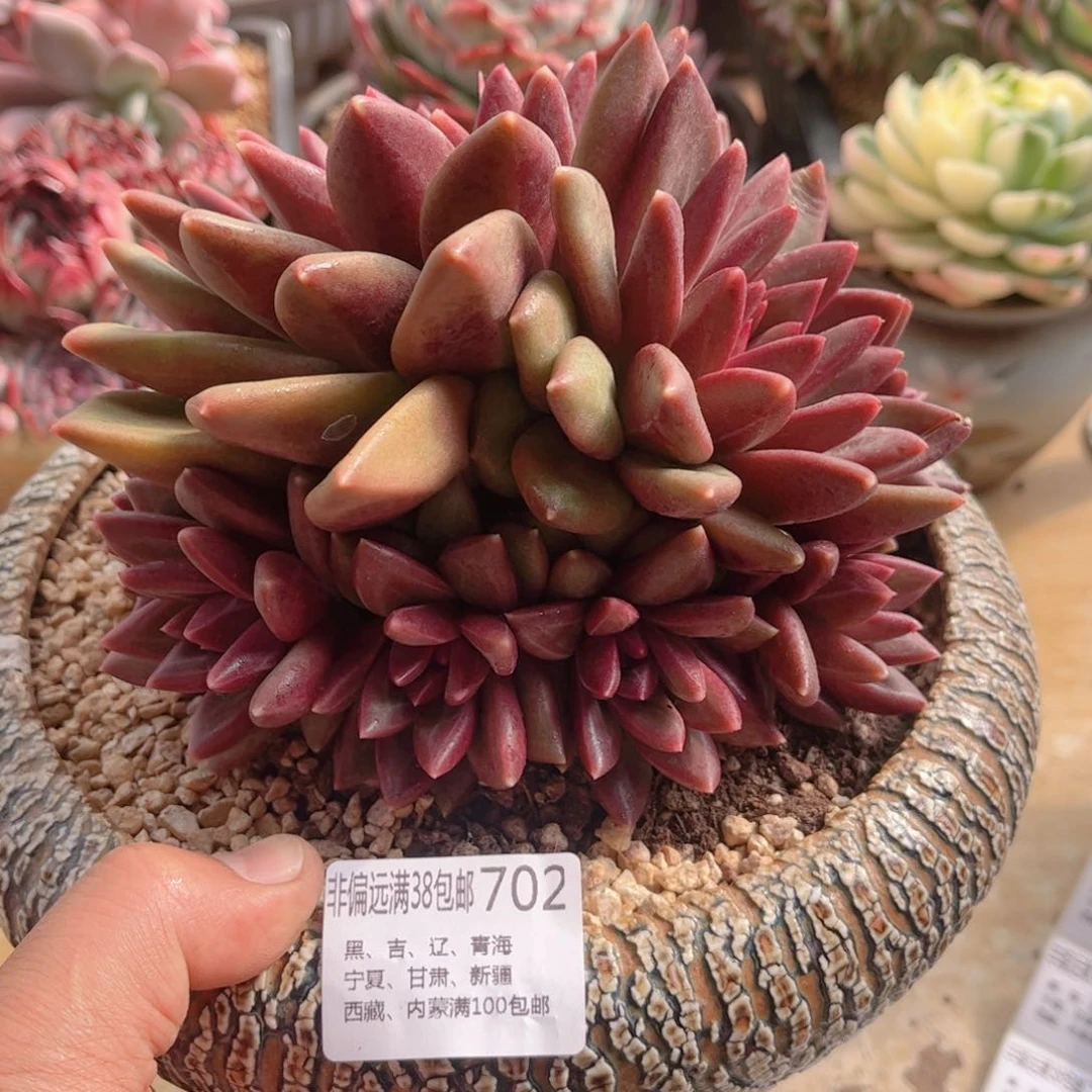 702迷雾泡泡德华多肉