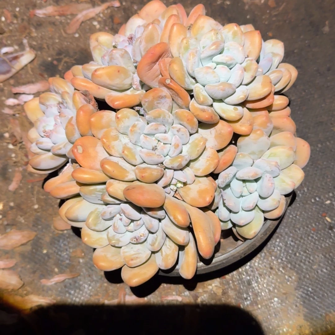 O***。大群香水多肉植物