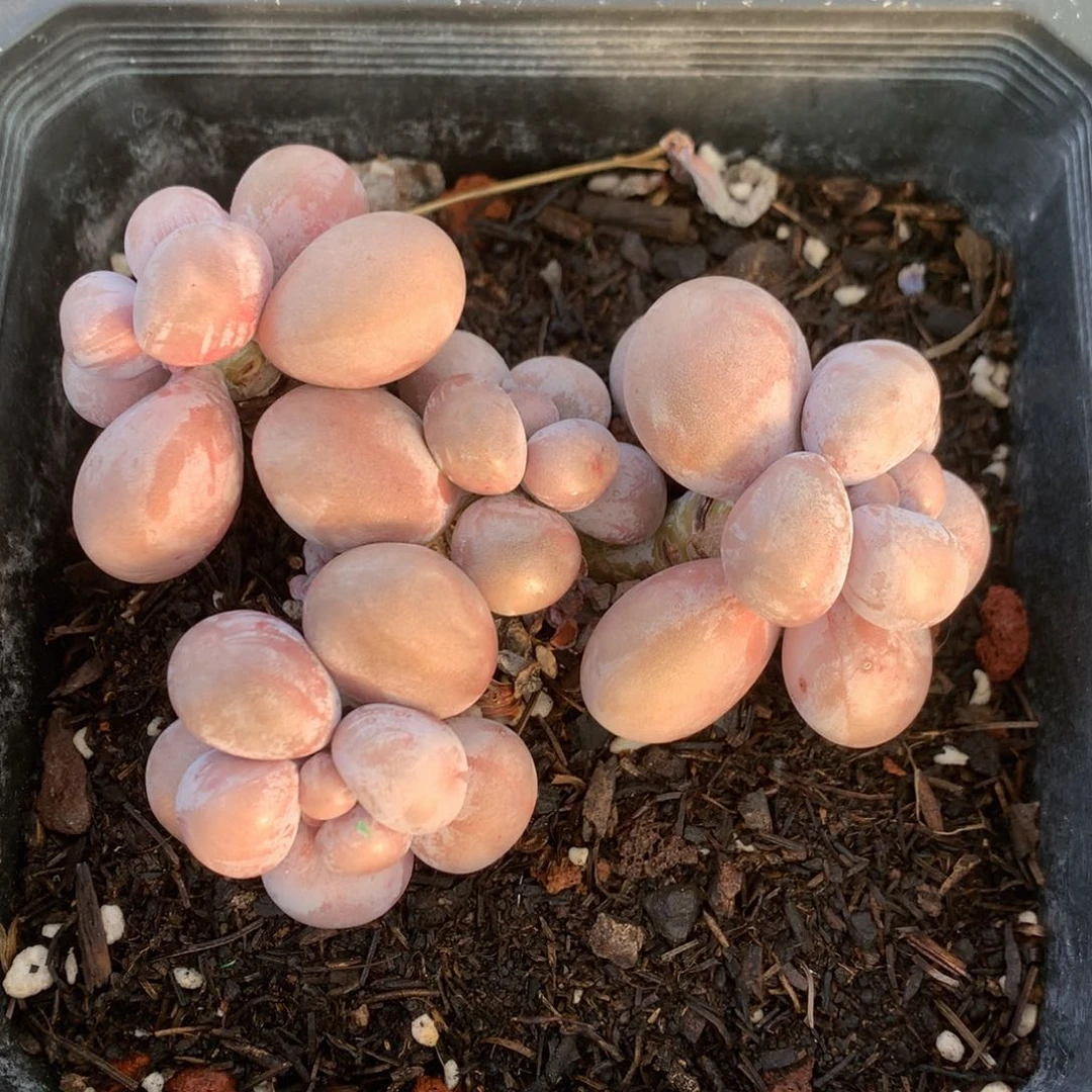 烟美人奶酪老桩开播福利