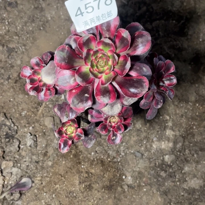 4578香奈的人多肉的