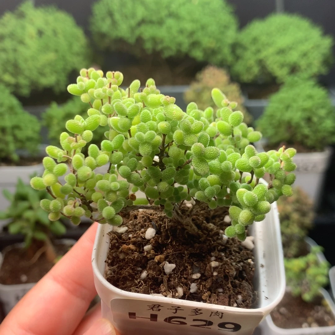 629蜜橘。
