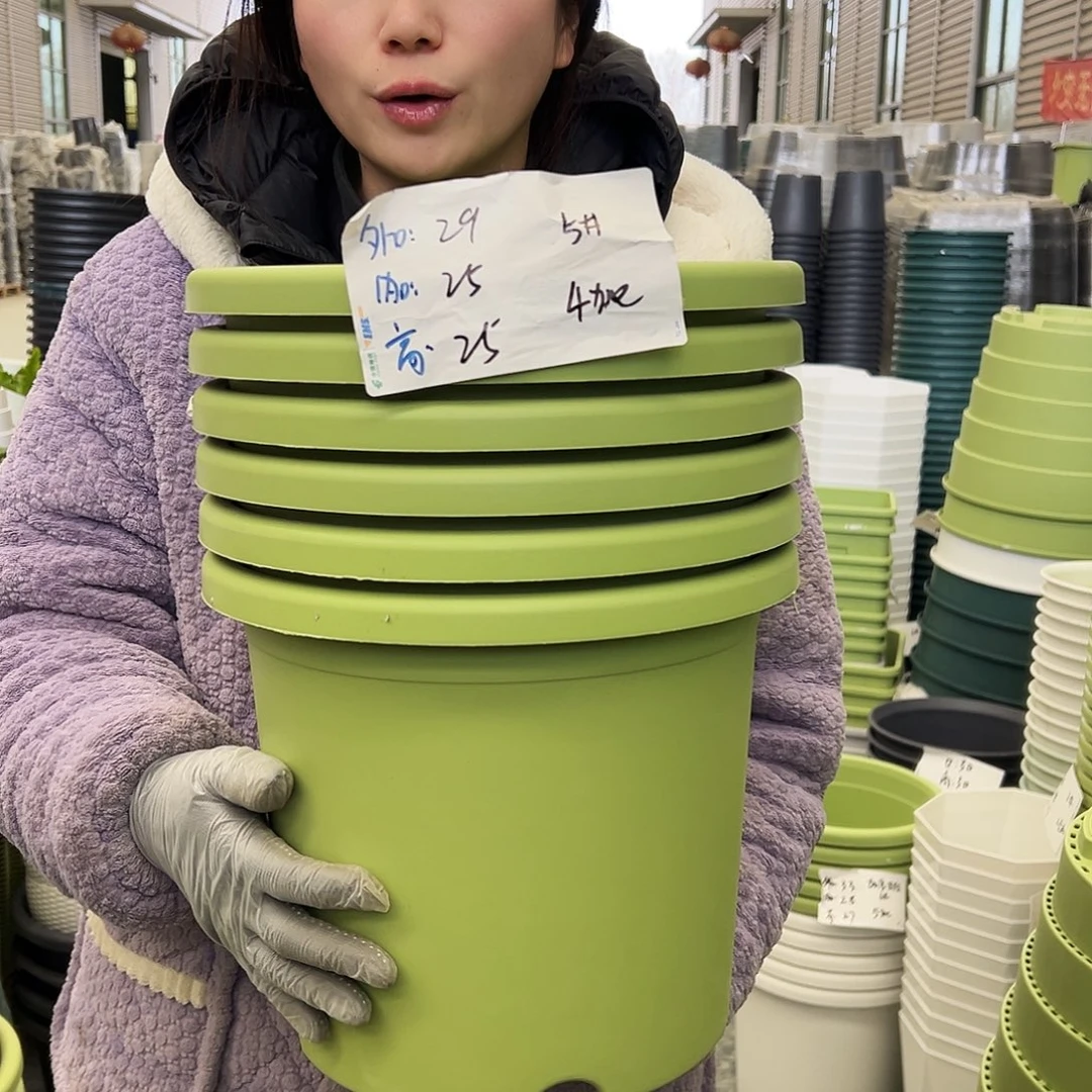 四季盆5#果绿6个无托