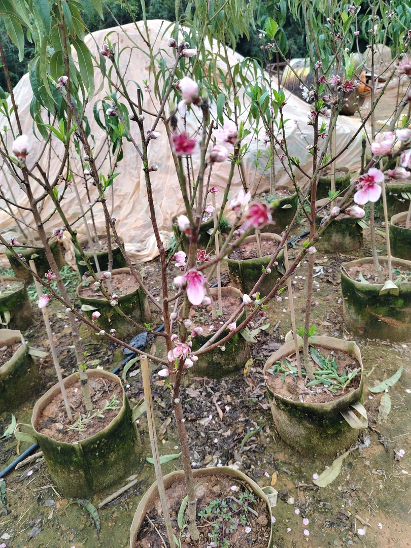 三月桃子 盆栽地栽都可