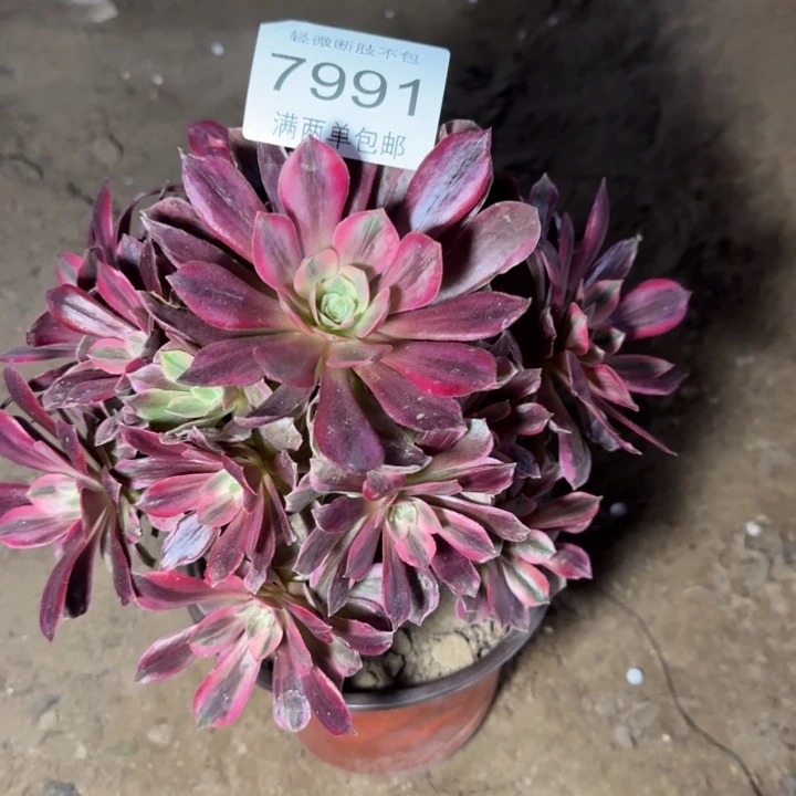 7991白婚纱多肉植物