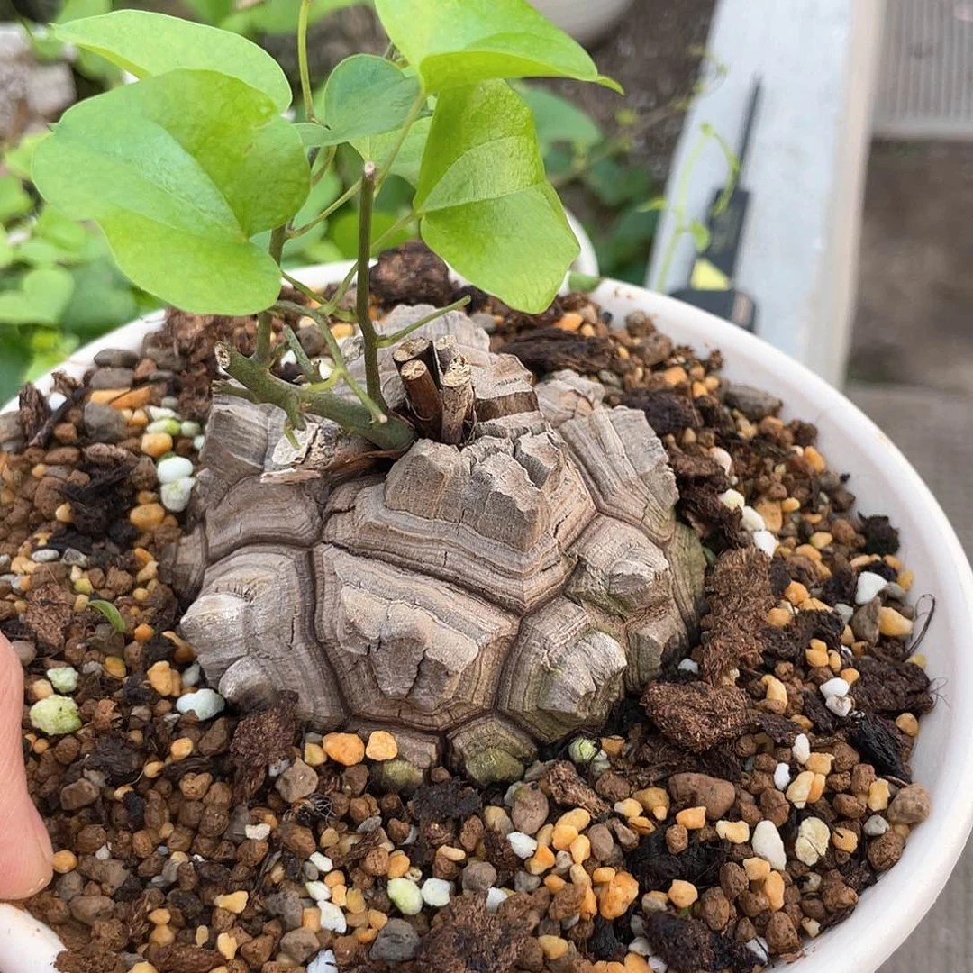 龟甲龙一物一拍063号