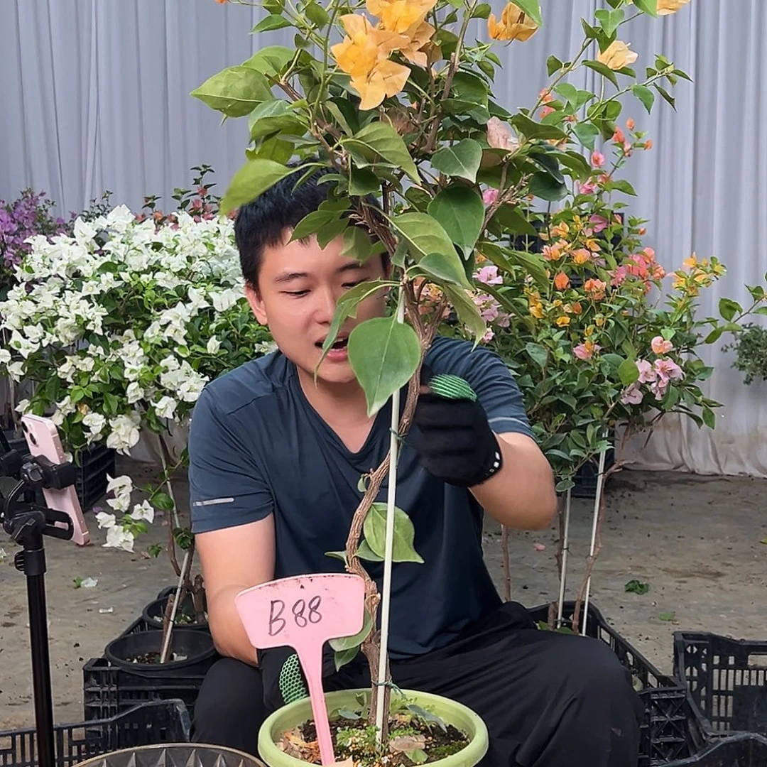 墨***家当前无花栽培后可以开花B88金色光辉