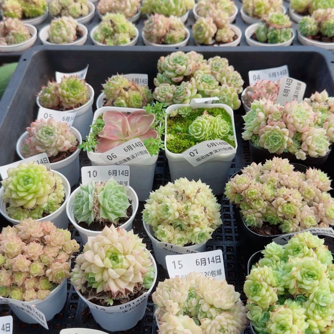 ๑****花语逸镜0614-21两个