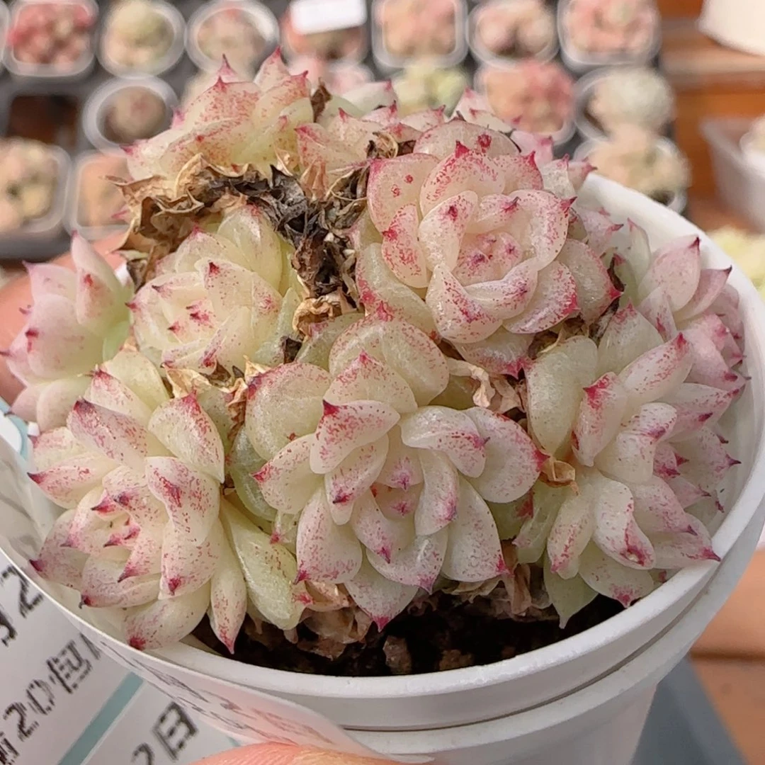 花语多肉0102-214魔仙散