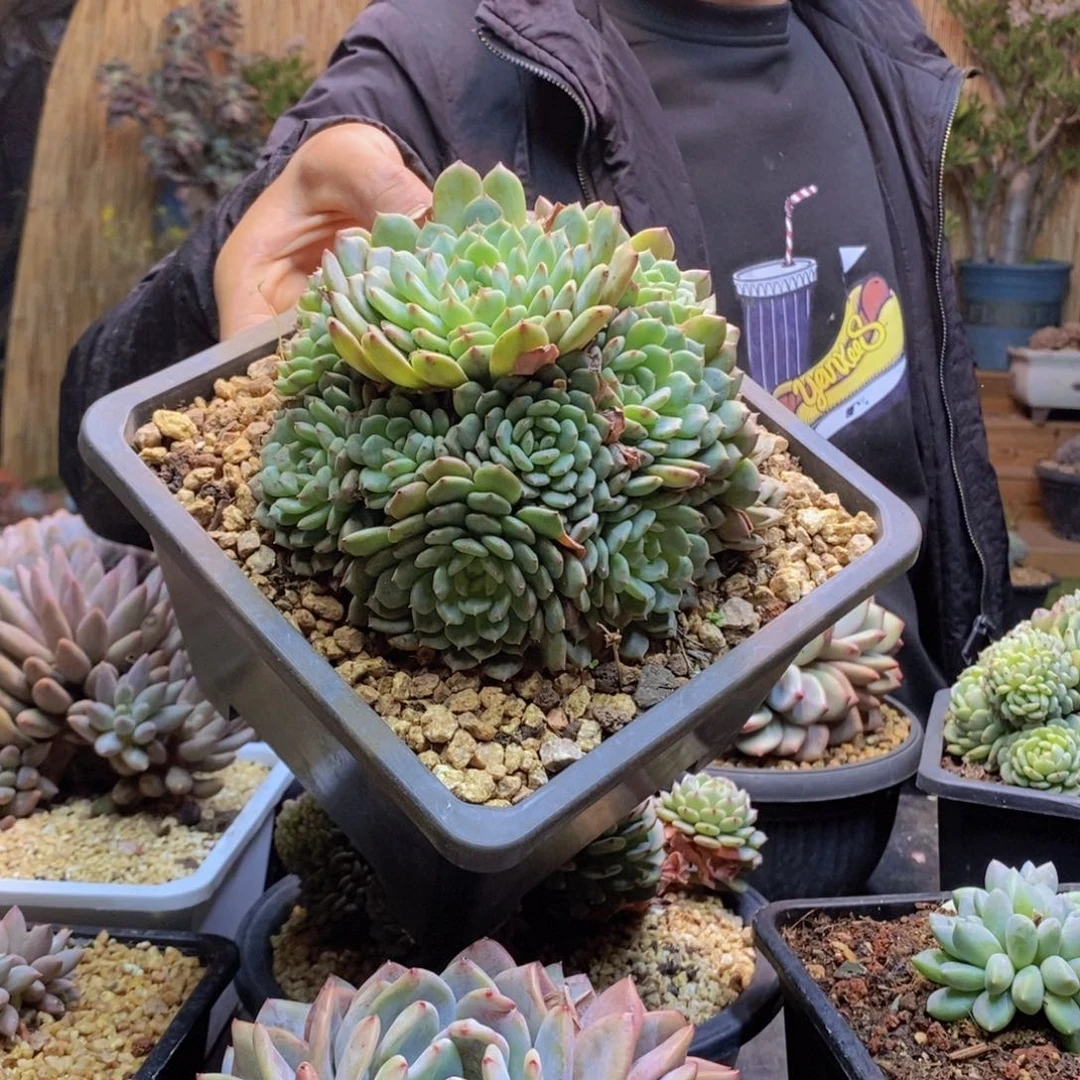 ?**i169号白胖子手捧