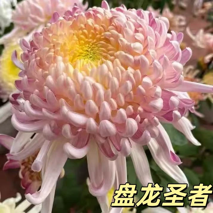 【精品棒棒糖大花菊】品种珍贵盆栽庭院好养活带带盆载好花苞发货