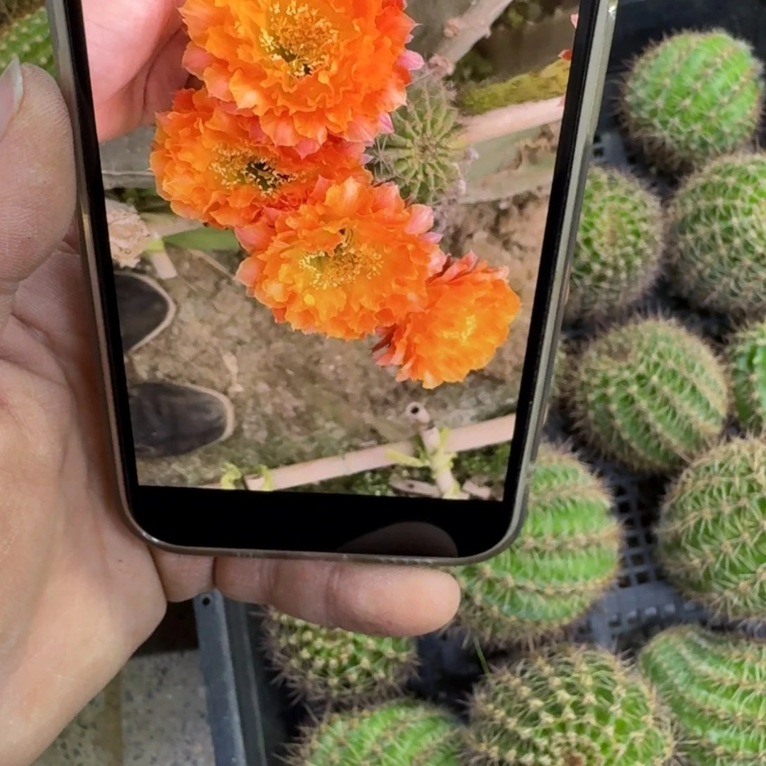 343彩草千层酥歪无根侧牙4公分左右，20包邮