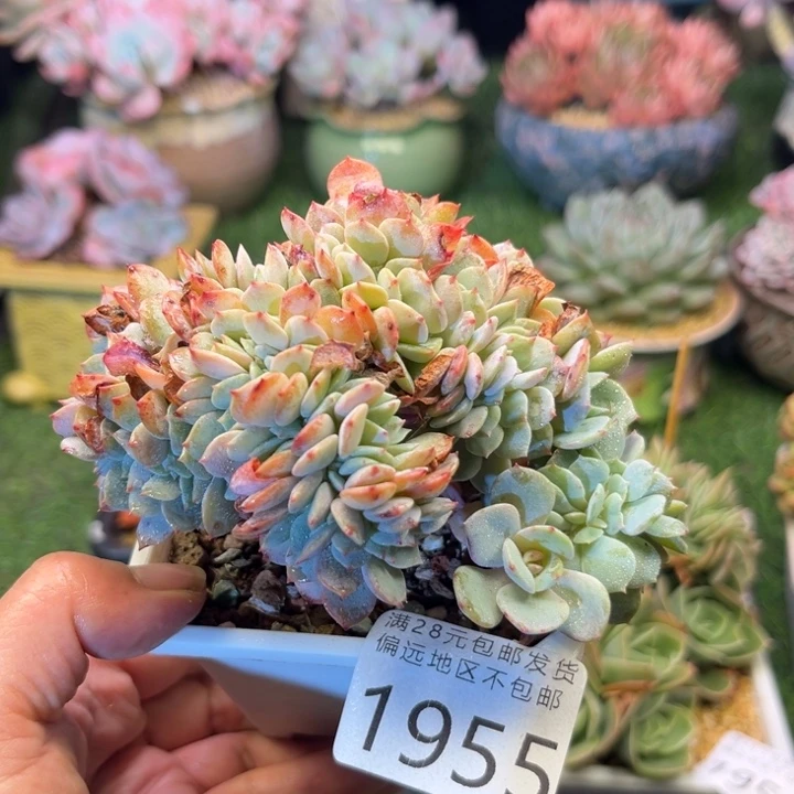 大1955。bxbxbxvxbvb