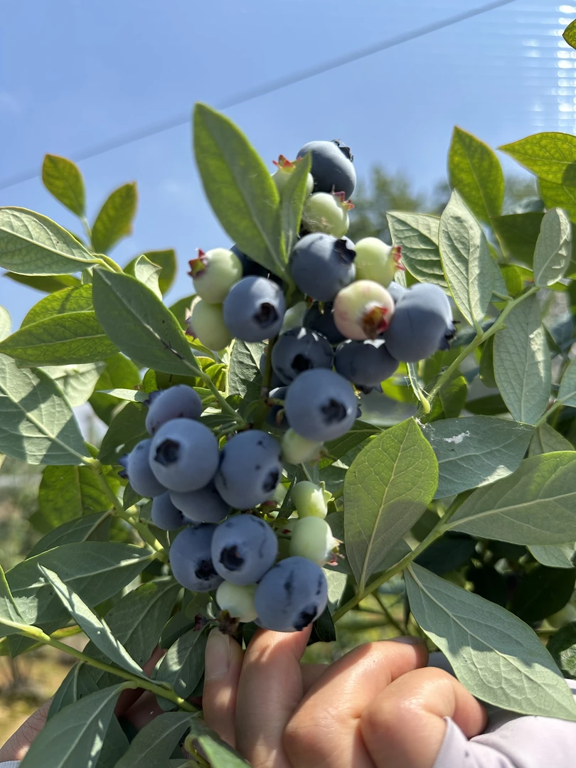 怀宁蓝莓新现摘现发15-20大果