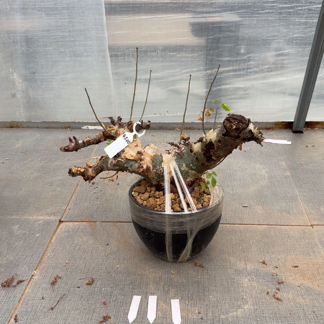 木悟* 马萨比特哈哈哈哈