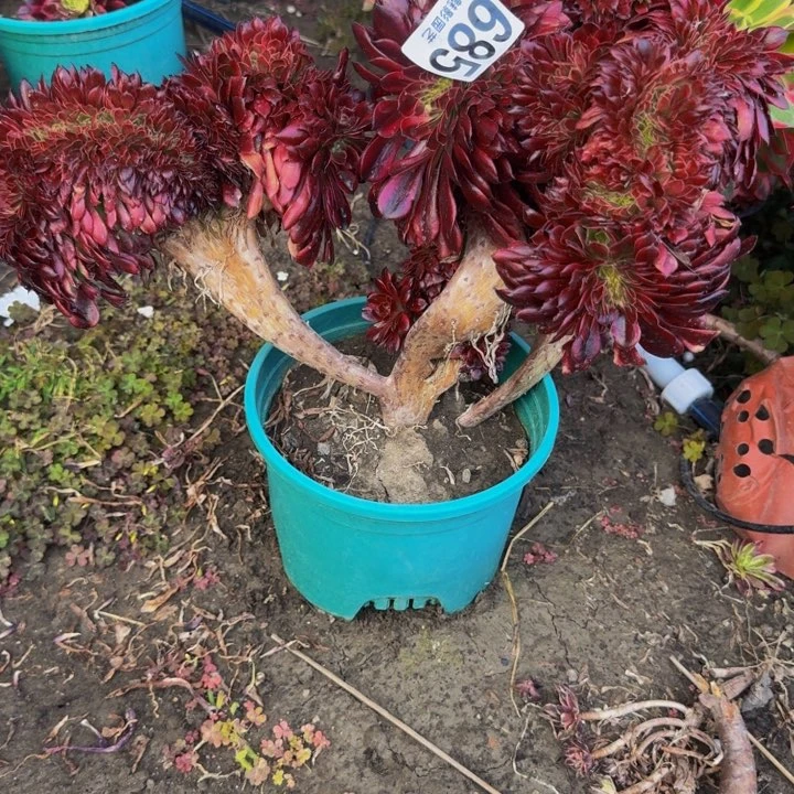 雪姬花29-11包邮花花