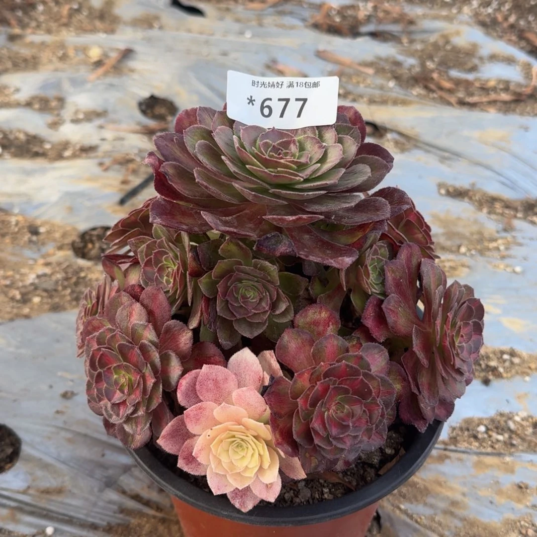 677海王七彩多肉植物