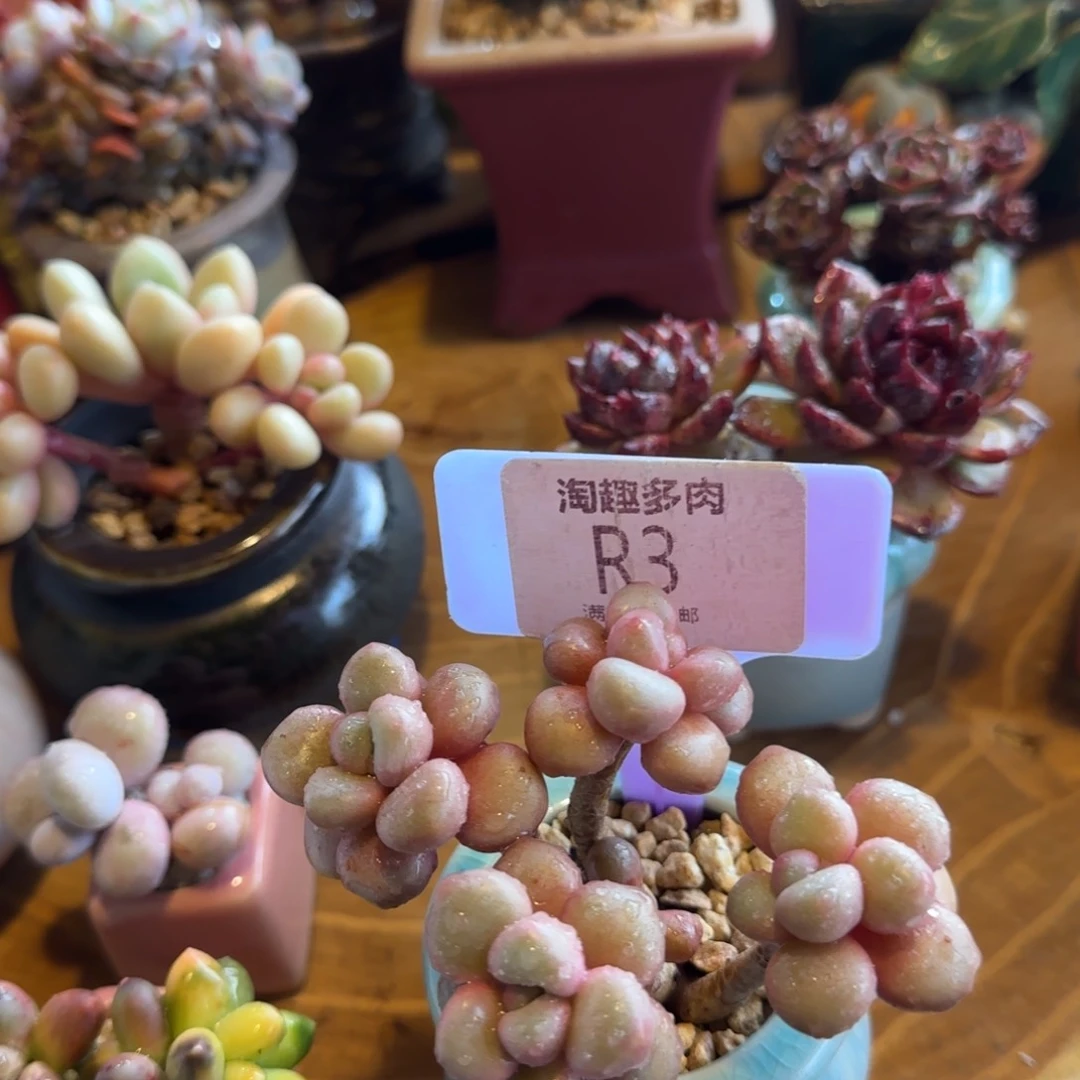 不****～多肉植物形容派群生老庄无槛